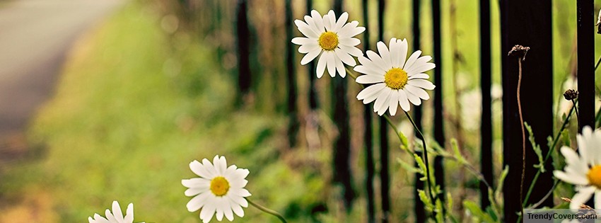 flowers_chamomile_fence_facebook_cover_1394708080-1